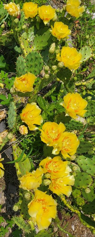 마늘님의 감자 · 영농일지 작성글 사진