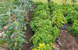 마늘님의 감자 · 영농일지 작성글 사진