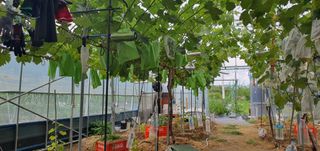 박상중님의 마늘 · 영농일지 작성글 사진