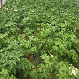 안영매(터실농장)님의 감자 · 영농일지 작성글 사진