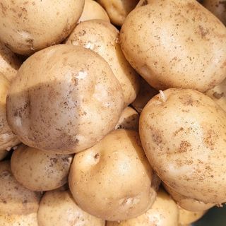 안영매(터실농장)님의 감자 · 영농일지 작성글 사진