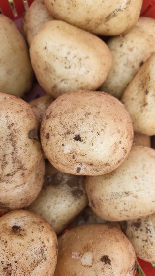 안영매(터실농장)님의 감자 · 영농일지 작성글 사진