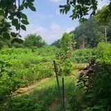 팜모닝 오이·영농일지 게시글 이미지