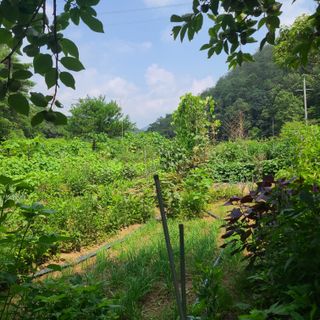 옥수수16688님의 오이 · 영농일지 작성글 사진