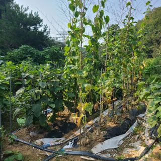 옥수수16688님의 오이 · 영농일지 작성글 사진