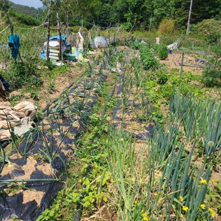 옥수수16688님의 오이 · 영농일지 작성글 사진