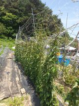 팜모닝 기타작물·영농일지 게시글 이미지