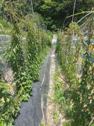 산곡동농장님의 기타작물 · 영농일지 작성글 사진