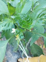 팜모닝 고추·영농일지 게시글 이미지