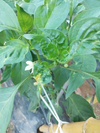 하늘샘(하경수)님의 고추 · 영농일지 작성글 사진