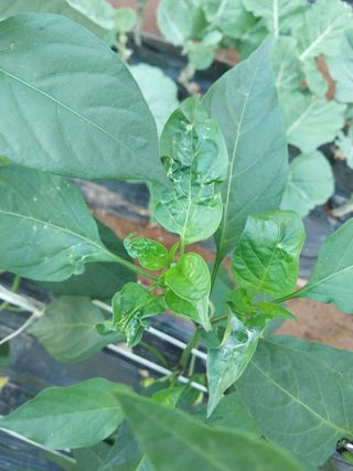 하늘샘(하경수)님의 고추 · 영농일지 작성글 사진