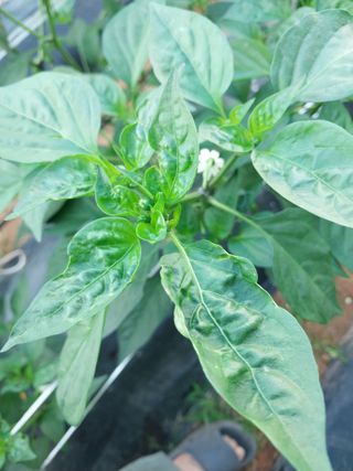 하늘샘(하경수)님의 고추 · 영농일지 작성글 사진