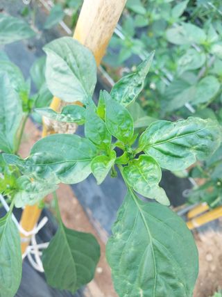 하늘샘(하경수)님의 고추 · 영농일지 작성글 사진