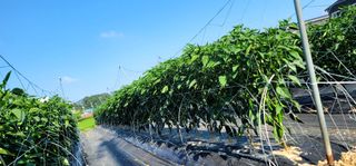 선비 농군님의 고추 · 영농일지 작성글 사진