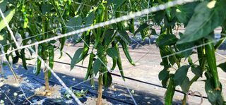 선비 농군님의 고추 · 영농일지 작성글 사진