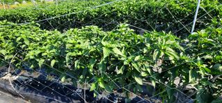 선비 농군님의 고추 · 영농일지 작성글 사진