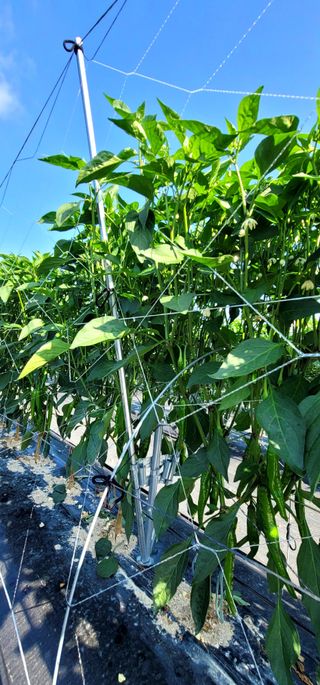 선비 농군님의 고추 · 영농일지 작성글 사진