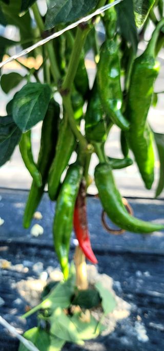 선비 농군님의 고추 · 영농일지 작성글 사진