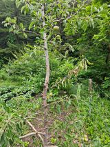 팜모닝 사과·병해충상담 게시글 이미지