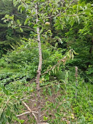 투명소리님의 사과 · 병해충상담 작성글 사진