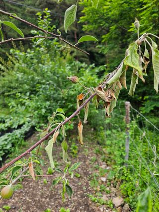 투명소리님의 사과 · 병해충상담 작성글 사진