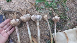 다해보고싶은근태님의 마늘 · 영농일지 작성글 사진