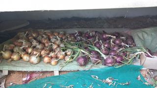 다해보고싶은근태님의 마늘 · 영농일지 작성글 사진