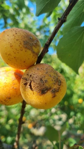 김현필님의 기타작물 · 병해충상담 작성글 사진