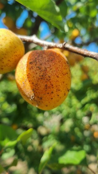 김현필님의 기타작물 · 병해충상담 작성글 사진