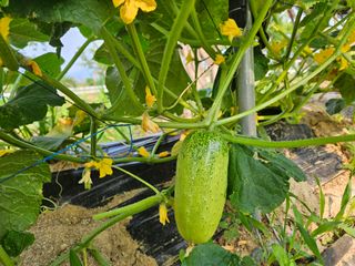 남옥선님의 자유주제 · 자유게시판 작성글 사진