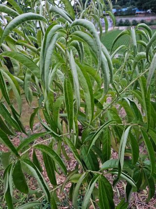 재한님의 복숭아 · 병해충상담 작성글 사진