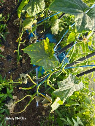 임경택님의 농사, 무엇이든 물어보세요! · 참여글 작성글 사진