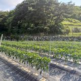 팜모닝 고추·영농일지 게시글 이미지