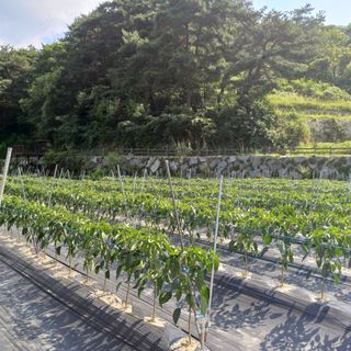 지리산농심님의 고추 · 영농일지 작성글 사진