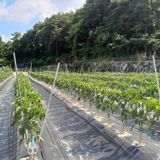 지리산농심님의 고추 · 영농일지 작성글 사진