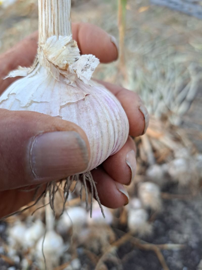 장터 상품 [홍산마늘 50개] 썸네일