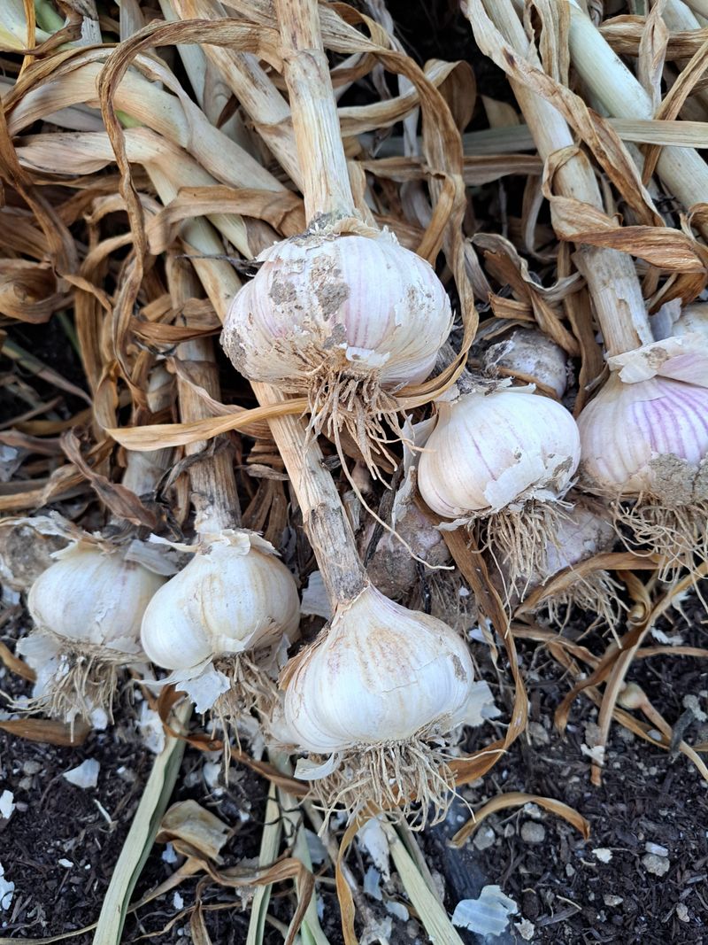 좋은인연원님의 장터 판매 상품 [홍산마늘 50개] 첨부 사진