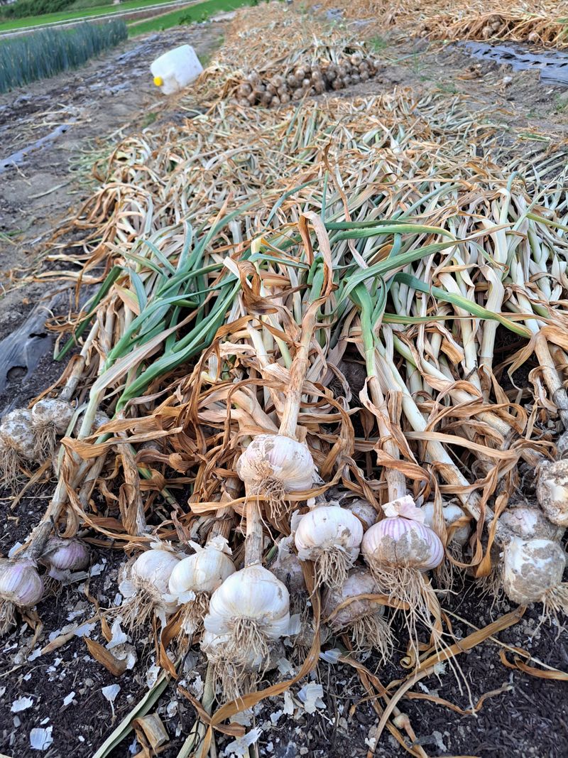 좋은인연원님의 장터 판매 상품 [홍산마늘 50개] 첨부 사진