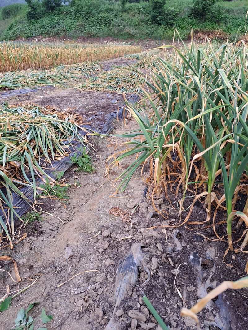 좋은인연원님의 장터 판매 상품 [홍산마늘 50개] 첨부 사진