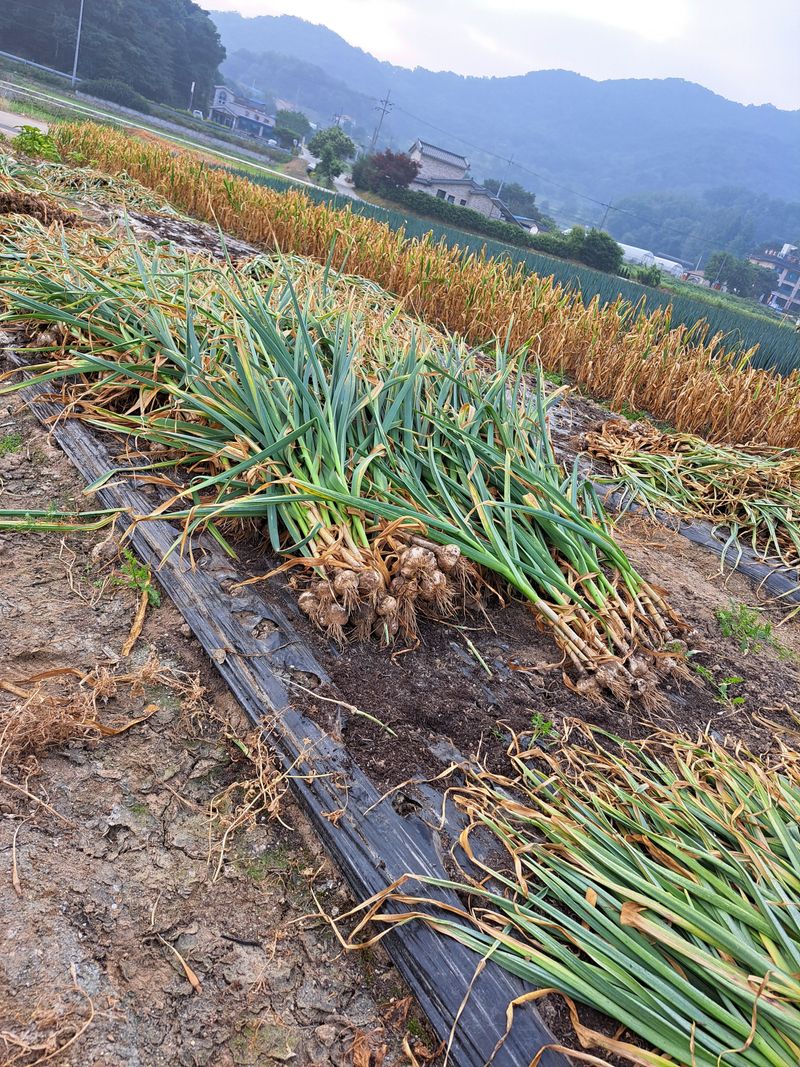 좋은인연원님의 장터 판매 상품 [홍산마늘 50개] 첨부 사진