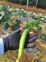 팜모닝 오이·영농일지 게시글 이미지