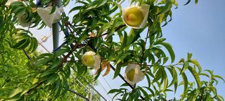 비봉농장님의 복숭아 · 영농일지 작성글 사진