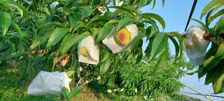 비봉농장님의 복숭아 · 영농일지 작성글 사진