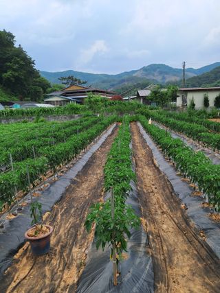이희자님의 자유주제 · 자유게시판 작성글 사진