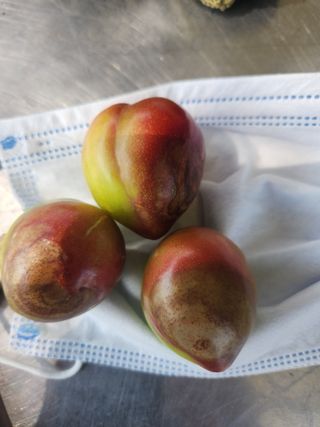 자두향기(박갑준)님의 자두 · 병해충상담 작성글 사진