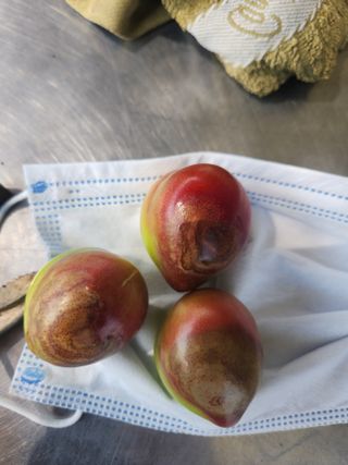 자두향기(박갑준)님의 자두 · 병해충상담 작성글 사진