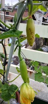 팜모닝 호박·영농일지 게시글 이미지