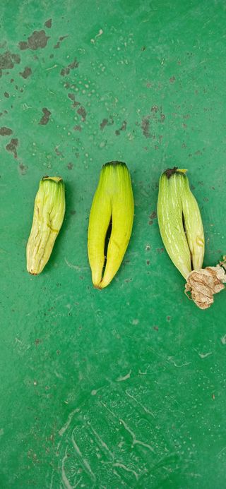 heon yeol님의 호박 · 영농일지 작성글 사진