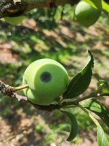 팜모닝 자두·병해충상담 게시글 이미지