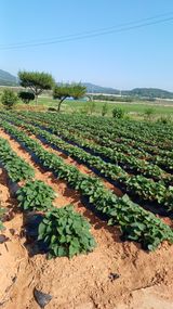 팜모닝 고구마·영농일지 게시글 이미지